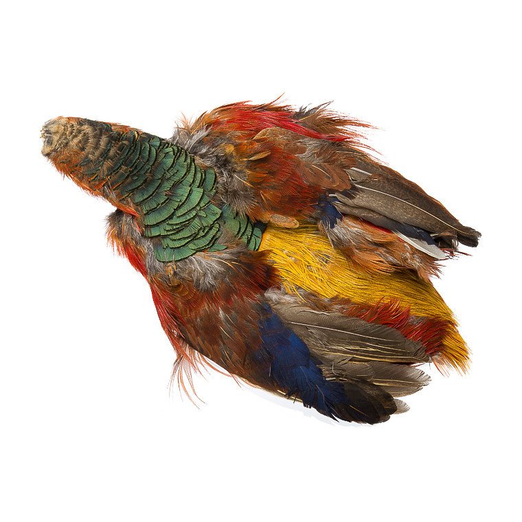 BG Golden Pheasant Skin | Fly Tying Materials \ Feathers \ Skins