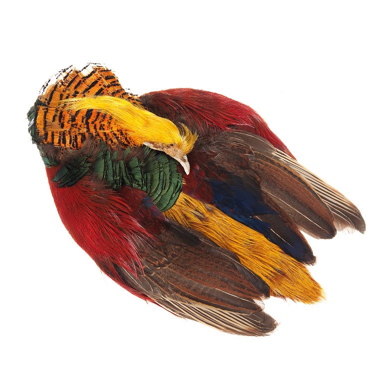 Wapsi Golden Pheasant Whole Skin | Fly Tying Materials \ Feathers \ Skins