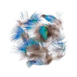 BG Peacock Blue Body Feathers