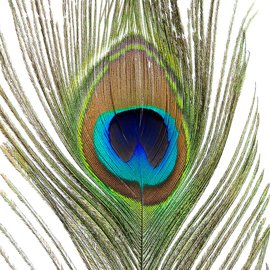 BG Peacock Full Eye Tails