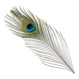 BG Peacock Full Eye Tails