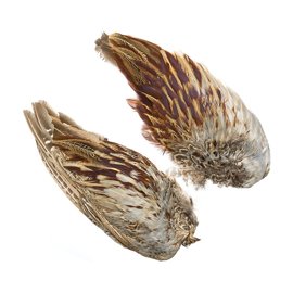 Pheasant Cock (ringneck)-wings