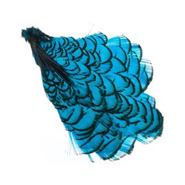 Lady Amherst Neck kingfisher blue     APC086
