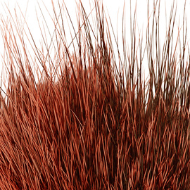 BG Nutria Shrimp Hair Supreme