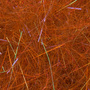KID132 - Orange