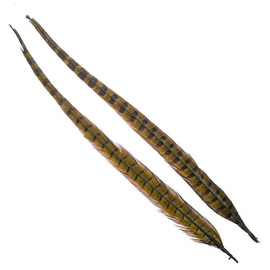 Wapsi 1 Pair Ringneck Tail Feathers