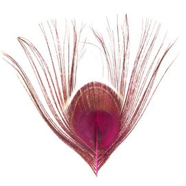 BG Peacock Cut Eye Tops
