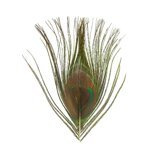BG Peacock Cut Eye Tops