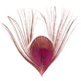 BG Peacock Cut Eye Tops