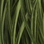 BGP-020 Olive Brown Dark