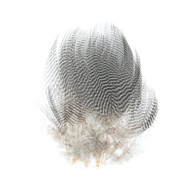 Wapsi Teal Barred Flank 