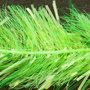 Fluo Apple