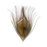 BG Peacock Cut Eye Tops