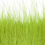 BG Nutria Shrimp Hair Supreme