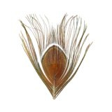 BG Peacock Cut Eye Tops