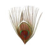 BG Peacock Cut Eye Tops