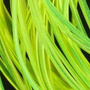 BGM-090 Yellow Fluo