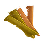 Fly-Dressing Turkey Biot Quills