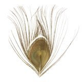 BG Peacock Cut Eye Tops