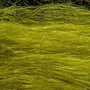 SLFH05 Olive