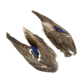 Mallard Wings