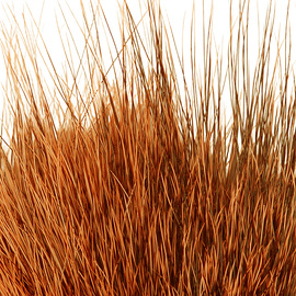 BG Nutria Shrimp Hair Supreme