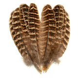 BG Hen Pheasant Wing Quills