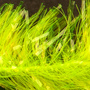 Fluo Yellow