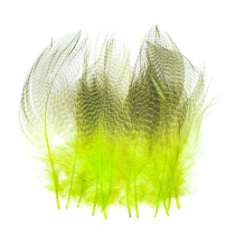 Wapsi Gadwall Barred Flank