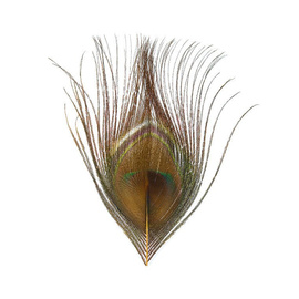 BG Peacock Cut Eye Tops