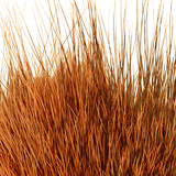 BG Nutria Shrimp Hair Supreme