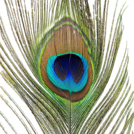 BG Peacock Full Eye Tails