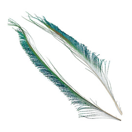 BG Peacock Sword Tails