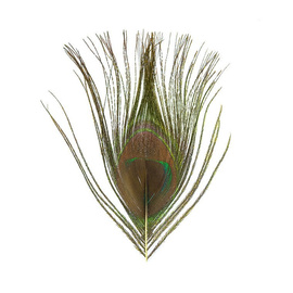 BG Peacock Cut Eye Tops