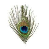 BG Peacock Cut Eye Tops