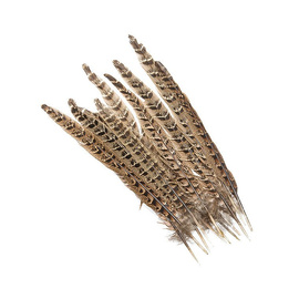 BG Hen Pheasant (ringneck)-Tail 