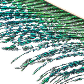 BG Peacock Sword Tails