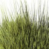 BG Nutria Shrimp Hair Supreme