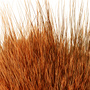 11 Badger Orange/Light Orange