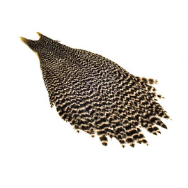 Metz Hen Neck Grade 1