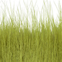 20 Olive