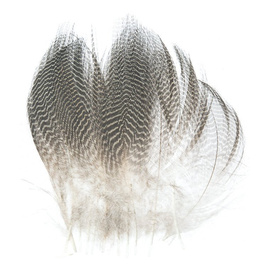 Wapsi Gadwall Barred Flank