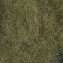 Pale Olive