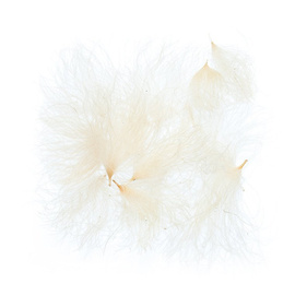 BG CDC Oiler Puffs