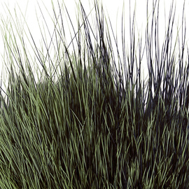 BG Nutria Shrimp Hair Supreme