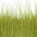 BG Nutria Shrimp Hair Supreme