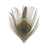 BG Peacock Cut Eye Tops