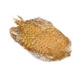 Barred Ginger Quality A