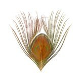 BG Peacock Cut Eye Tops