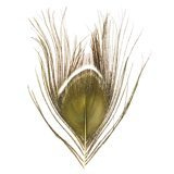 BG Peacock Cut Eye Tops